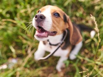 Découvrez les 9 races de chien qui sont les plus remuantes