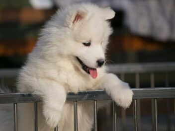 Voici les 9 races de chien qui remuent le plus