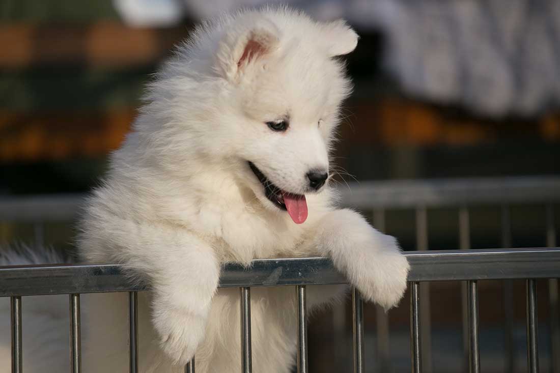 Voici les 9 races de chien qui remuent le plus