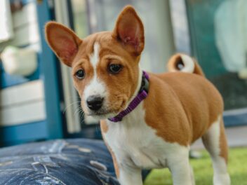 5 races de chien qui restent dans leur coin