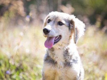 5 races de chien qui restent en retrait