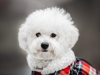 Les 8 races de chien qui restent les mêmes malgré les années