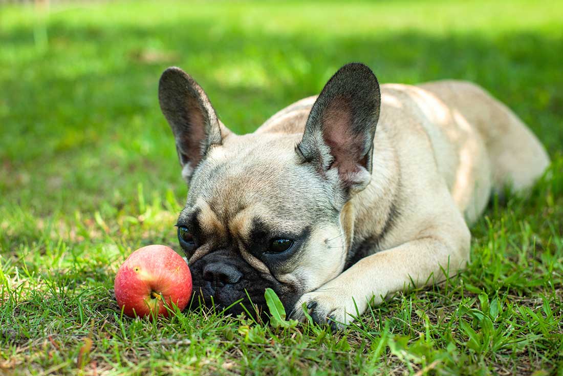 Les 6 races de chien qui se reposent beaucoup