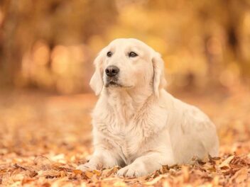 5 races de chien qui sont les plus solidaires de leur maître