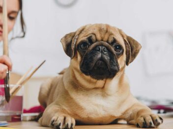 Les 9 races de chien qui vous sollicitent le plus