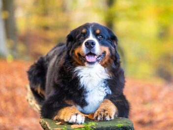 5 races de chien qui ne supportent pas du tout l’isolement