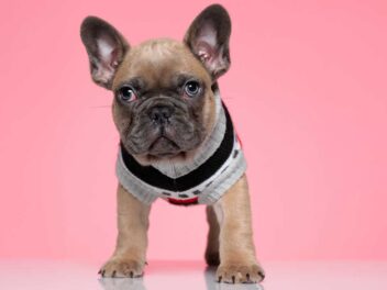 5 races de chien qui ne supportent pas de vivre une séparation