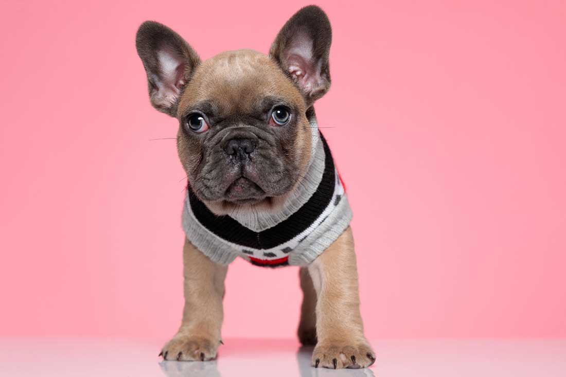 5 races de chien qui ne supportent pas de vivre une séparation