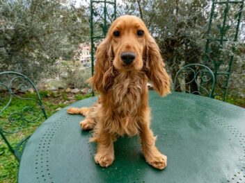 Voici les 8 races de chien qui ont la tête dure