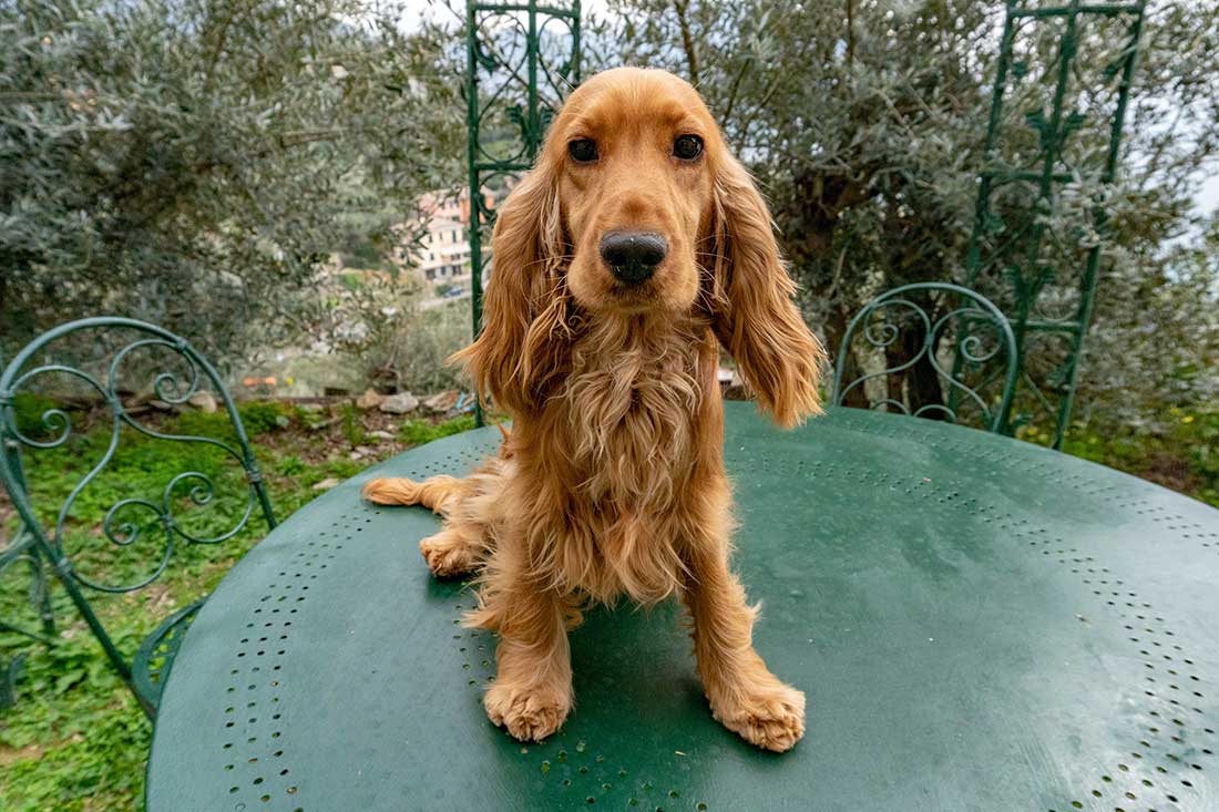 Voici les 8 races de chien qui ont la tête dure