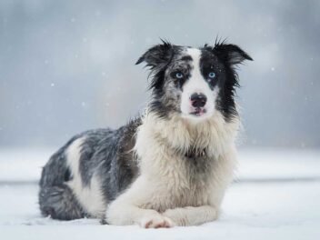 5 races de chien qui ne se tranquillisent pas avec l’âge