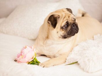 Voici les 9 races de chien qui sont les plus unies à leur maître