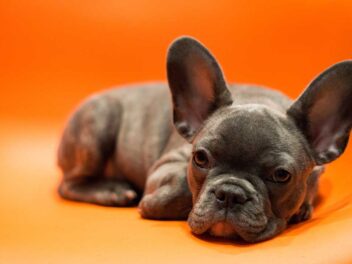 Voici les 6 races de chien qui ne vivent pas vieilles