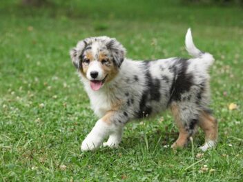 6 races de chien qui vont vous attendrir