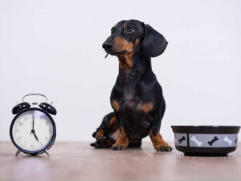 5 races de chien qui sont de vraies sangsues