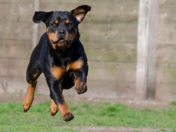 Les 5 fausses idées les plus répandues sur les rottweilers