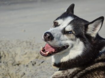 Ralphie, le « chien démoniaque », adopté pour la quatrième fois