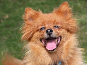 Un chien âgé dans sa maison d&rsquo;enfance devient viral