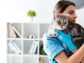 Comment trouver une assurance pour chat ?