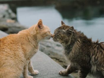 Combien de temps pour que 2 chats s&rsquo;acceptent ?