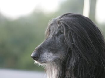 Les races de chiens les plus chères