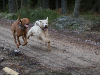 Les meilleures races de chiens pour les Vierges