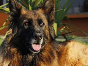 Top des noms de chiens inspirés par « Succession ».