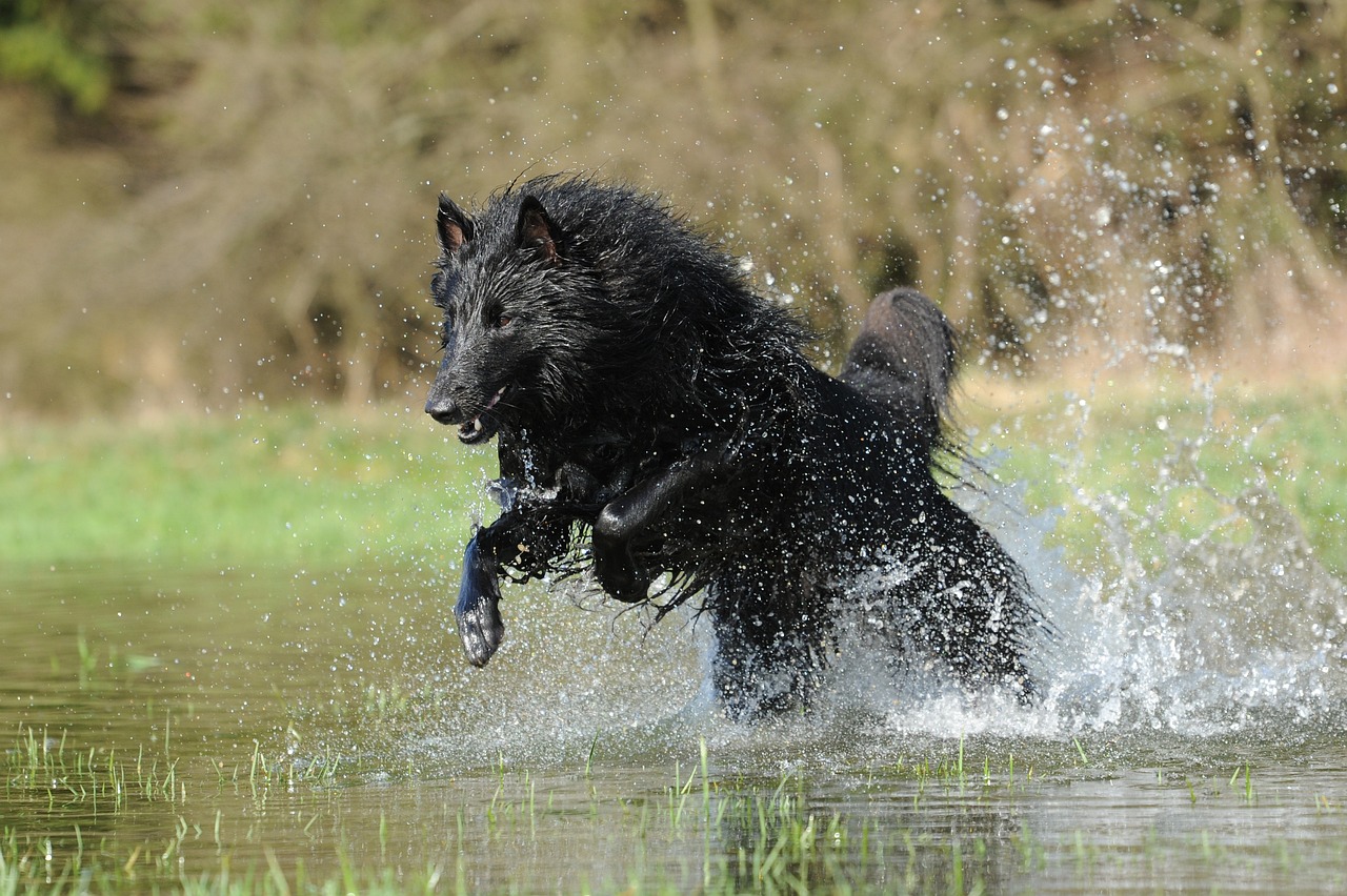 Voici 10 races de chien qui sont inapprochables