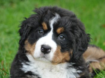 10 faits super intéressants sur le Bernedoodle