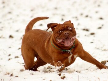 10 faits super intéressants sur le bouledogue français