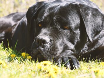 Les meilleures races de chiens pour les Lions