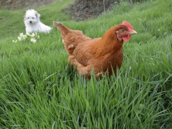Les meilleurs chiens de garde pour les poules