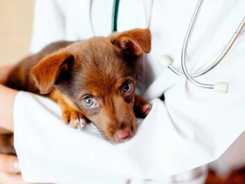 Une étude révèle que les chiens peuvent transmettre à l&rsquo;homme des microbes résistants aux médicaments