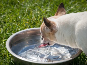 Comment garder votre chien hydraté