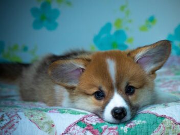 Citations drôles sur les chiens que seuls les propriétaires de chiens comprendront