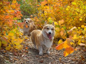 10 races de chiens qui ressemblent à des renards