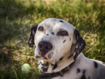 Les meilleures races de chiens pour les Béliers