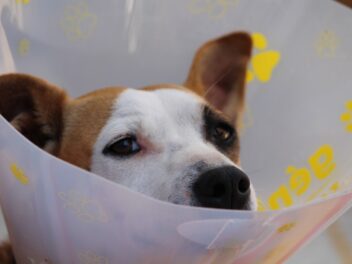 Les vétérinaires ukrainiens aident les chiens en première ligne