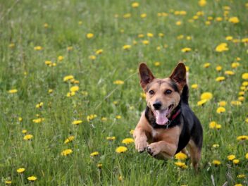 Voici 8 races de chien qui sont pleines de ressources