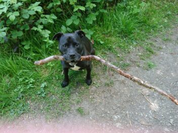 Conseils de sécurité utiles pour la promenade des chiens