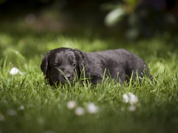 Les 9 races de chien qui ne vont pas réussir à s&rsquo;en s’en sortir seules