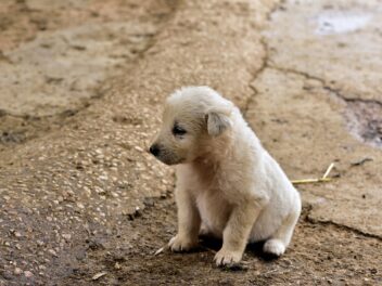 Comment céder au mieux son chien