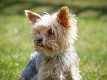 Voici les 8 races de chien qui sont moins complices avec leur maître