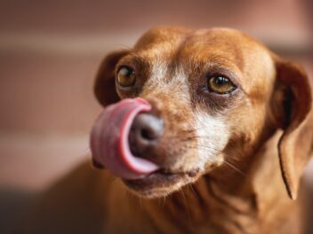Pourquoi les chiens se lèchent-ils les pattes ?
