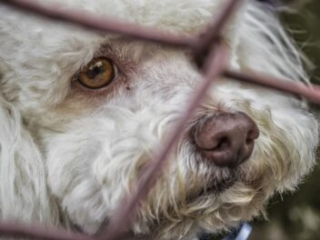 Que faire lorsque l&rsquo;adoption d&rsquo;un chien ne fonctionne pas ?