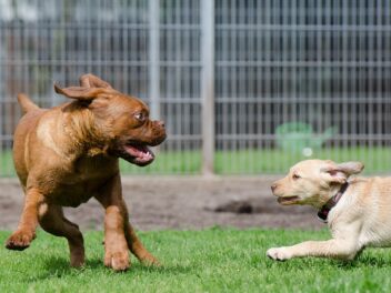 Un chien mort dans une pension de famille