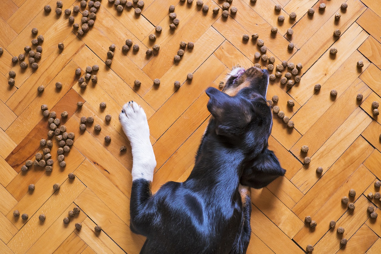 Compléments alimentaires pour chiens