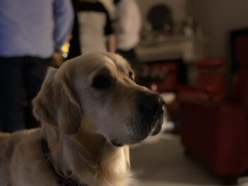 Les meilleurs noms de chiens inspirés de la Bible