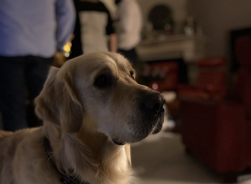 Les meilleurs noms de chiens inspirés de la Bible