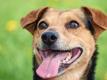 Ce que signifie la position des oreilles de votre chien